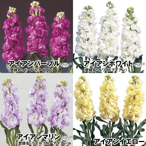 種 花たね ストック アイアンセット 4種4袋