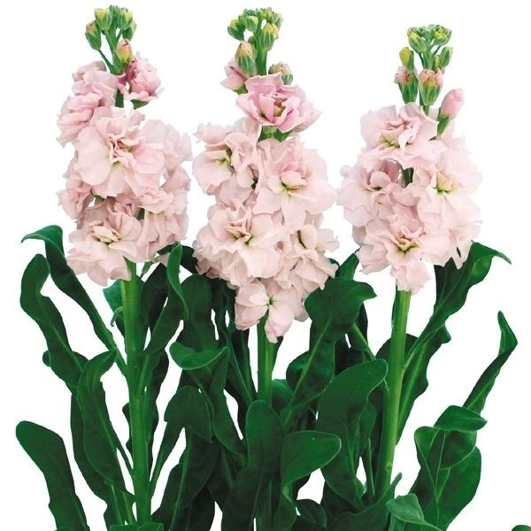 種 花たね 1本立ちストック ステッキピンク  1袋（50粒）
