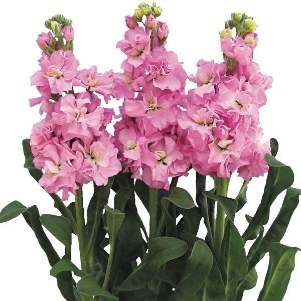 種 花たね 1本立ちストック ステッキチェリー  1袋（50粒）