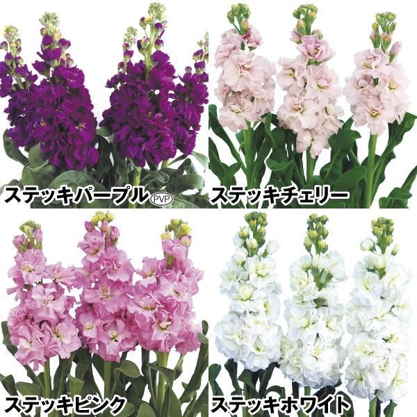 種 花たね ストック ステッキセット 4種4袋