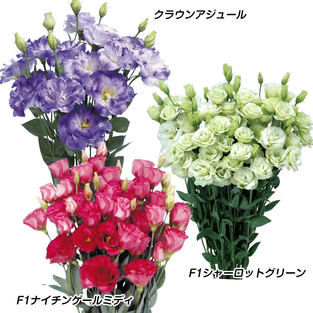 種 花たね トルコキキョウ 彩りトルコキキョウセット 3種3袋
