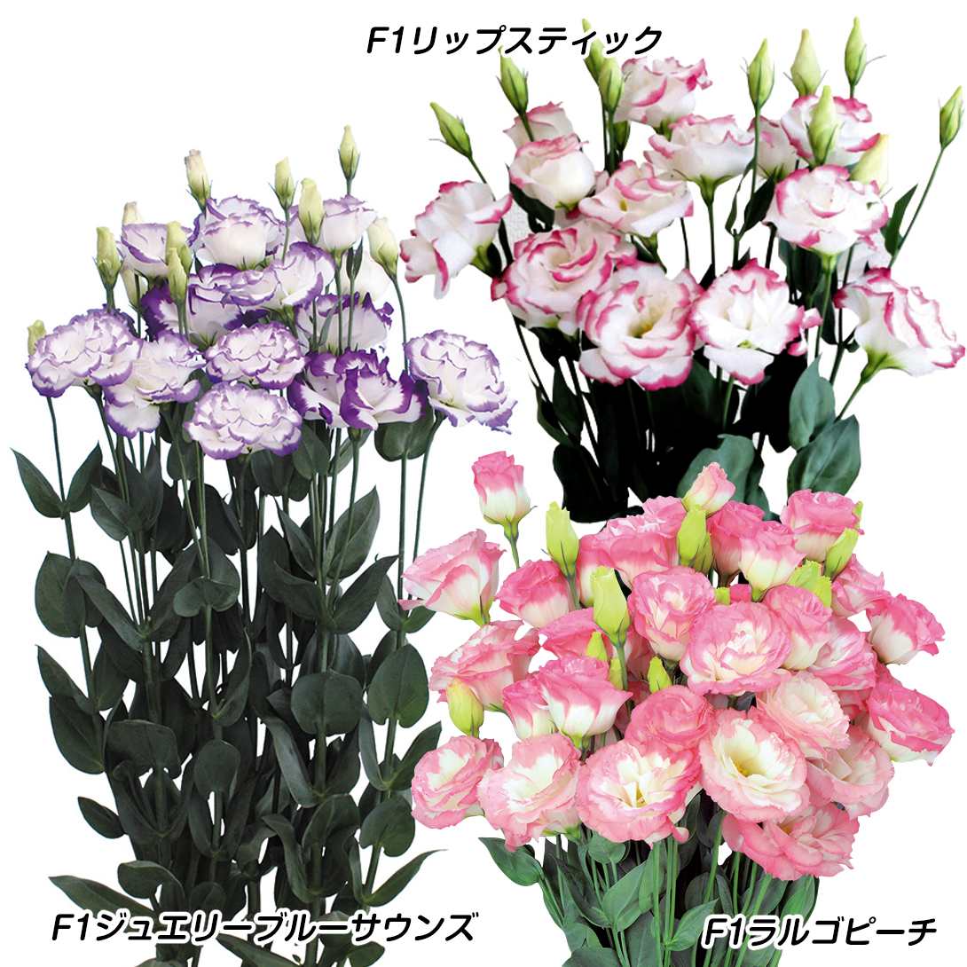 種 花たね トルコキキョウ 2色咲トルコキキョウセット 3種3袋