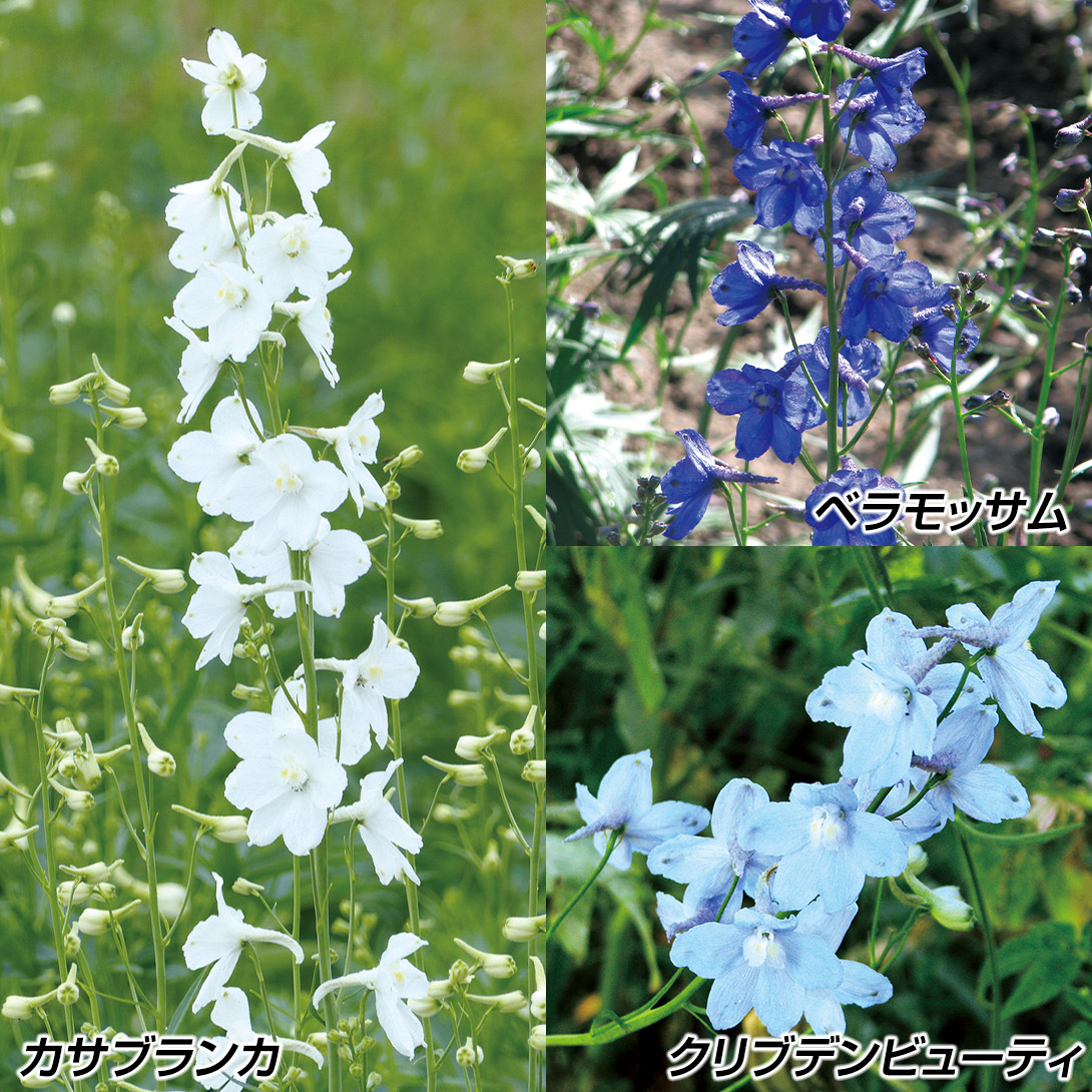 種 花たね デルフィニウム ベラドンナセット 3種3袋