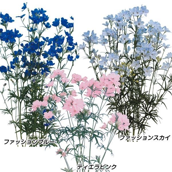 種 花たね 大輪デルフィニウムセット 3種3袋