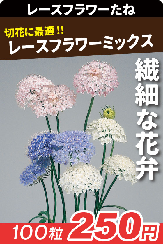 スカビオサ コーカス混合