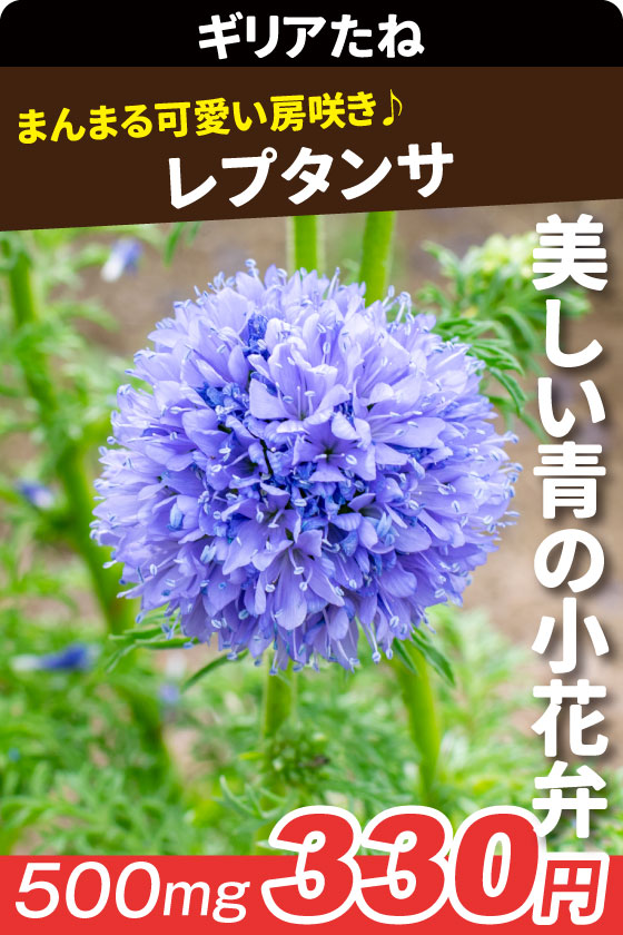 レプタンサ ギリア