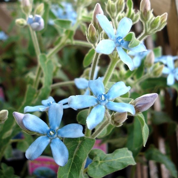 種 花たね オキシペタラム スカイブルー  1袋（15粒）