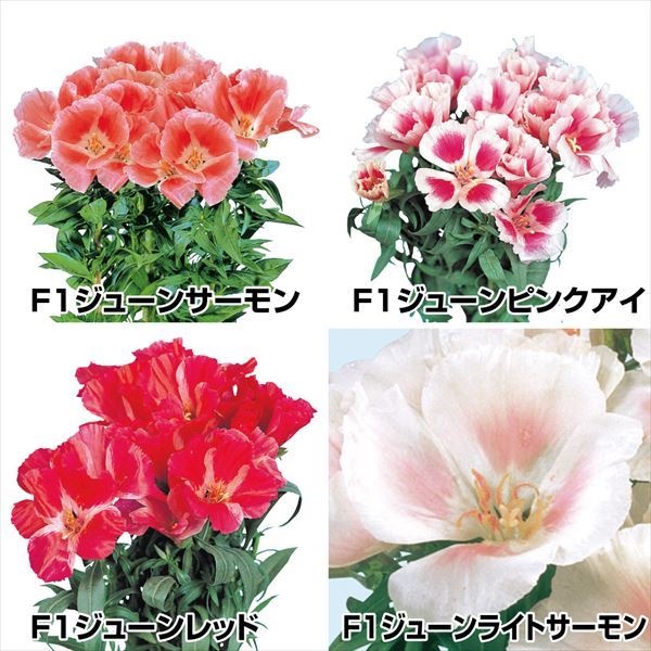 種 花たね ゴデチア ジューンセット 3種3袋