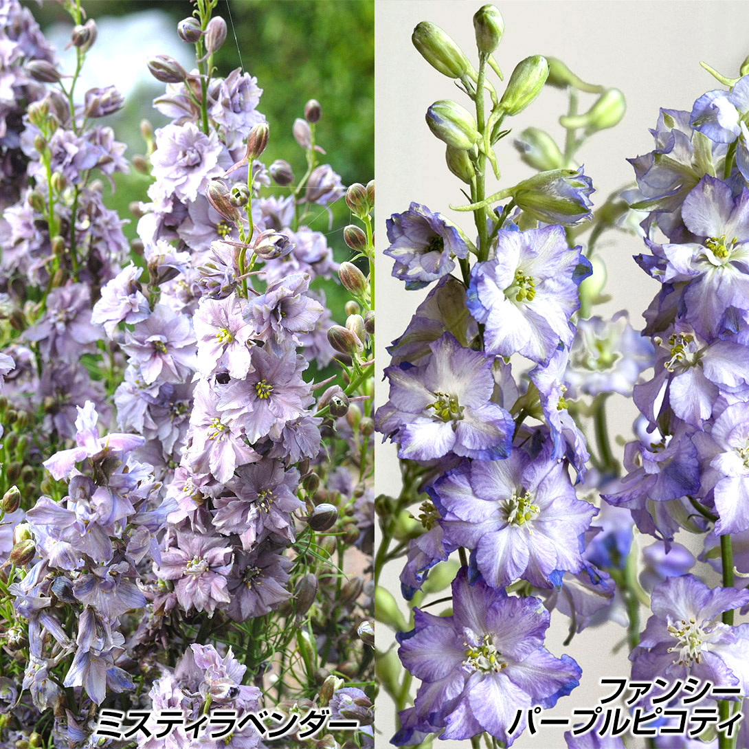 種 花たね 千鳥草セット 2種2袋