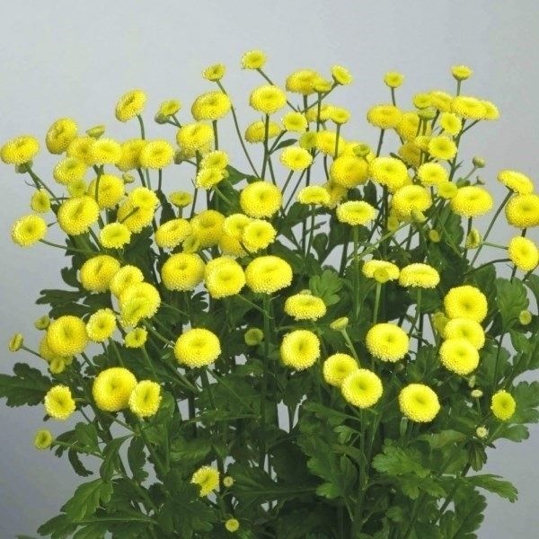 種 花たね マトリカリア ダブルイエロー  1袋（40粒）