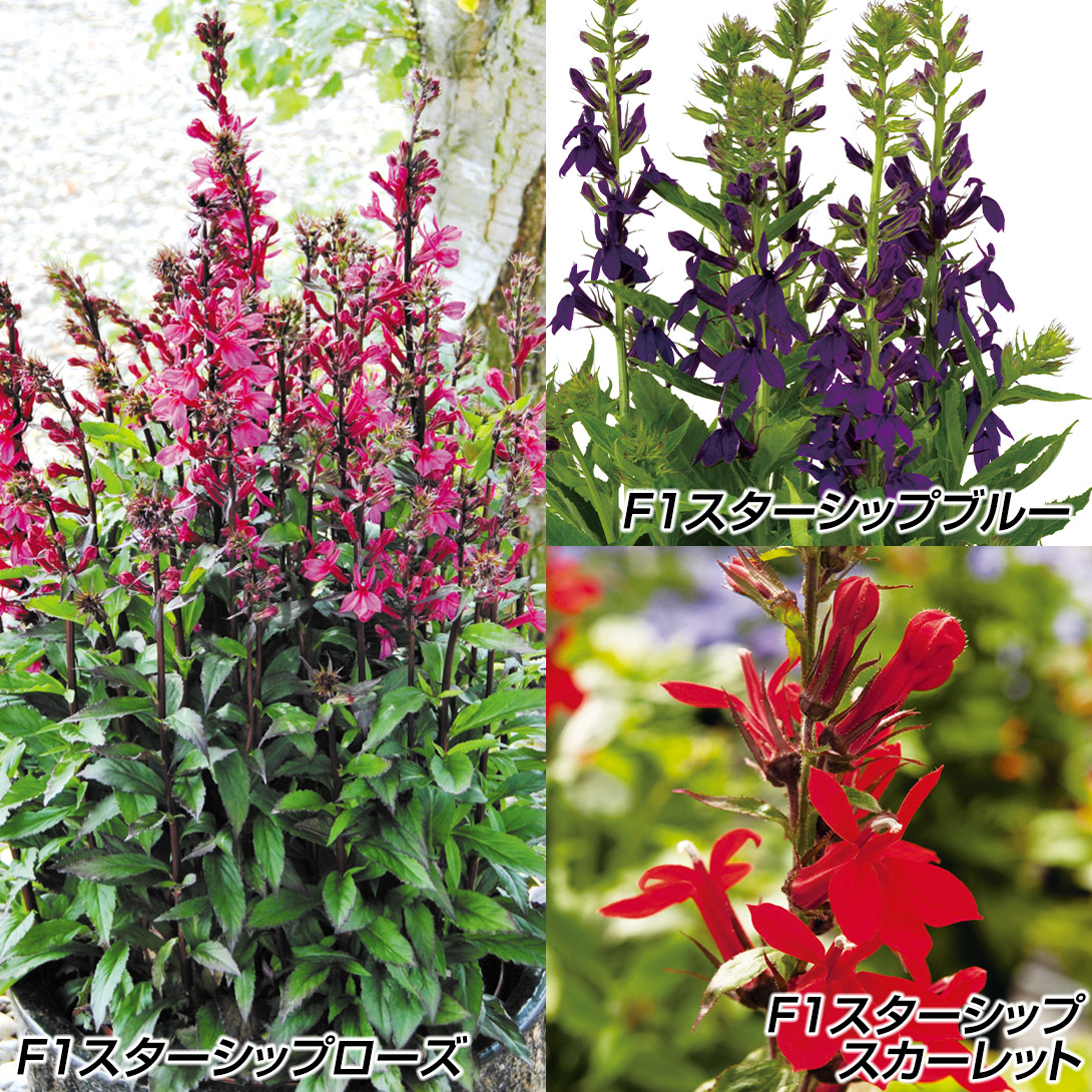 種 花たね 宿根ロベリアセット 3種3袋