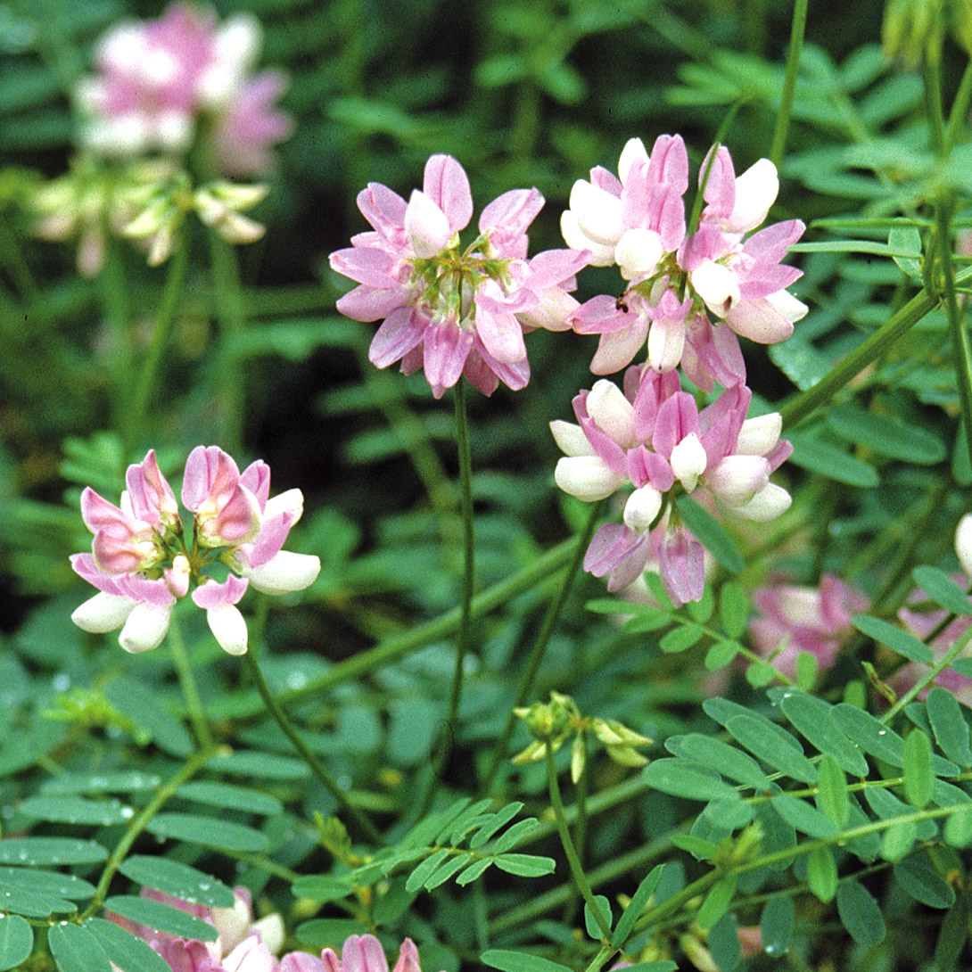 種 花たね コロニラ バリア クラウンベッチ 1袋（150mg）