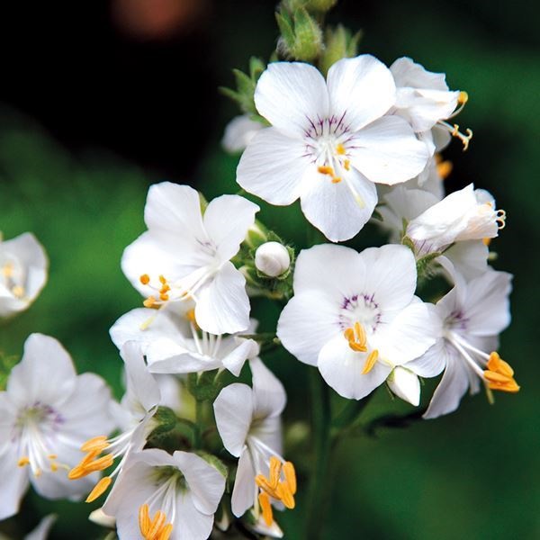 種 花たね ポレモニウム ホワイトフラワー  1袋（150粒）