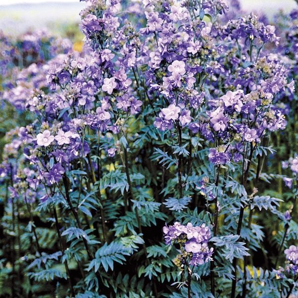 種 花たね ポレモニウム パープルレイン  1袋（30粒）
