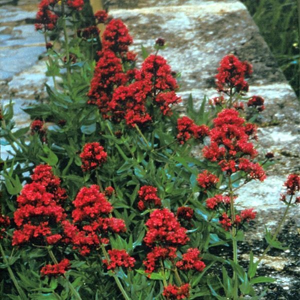種 花たね セントランサス レッド  1袋（40粒）