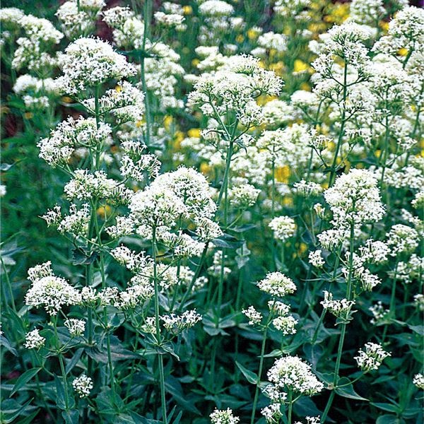 種 花たね セントランサス ホワイト  1袋（40粒）