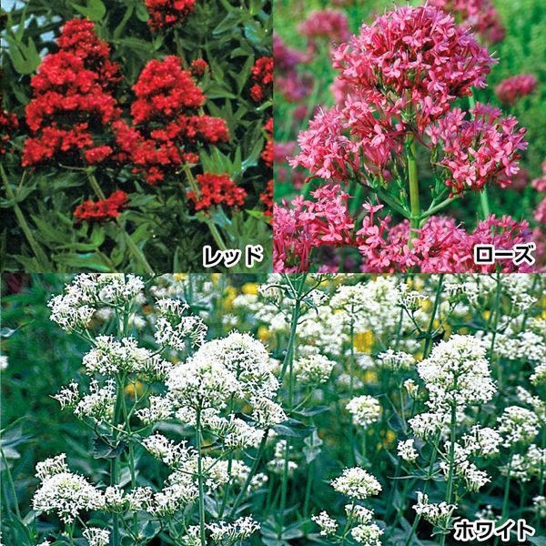 種 花たね セントランサスセット 2種2袋