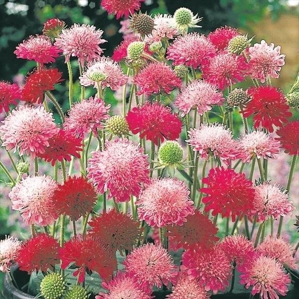 種 花たね 多年草 クナウティア メルトンパステルミックス  1袋（25粒）