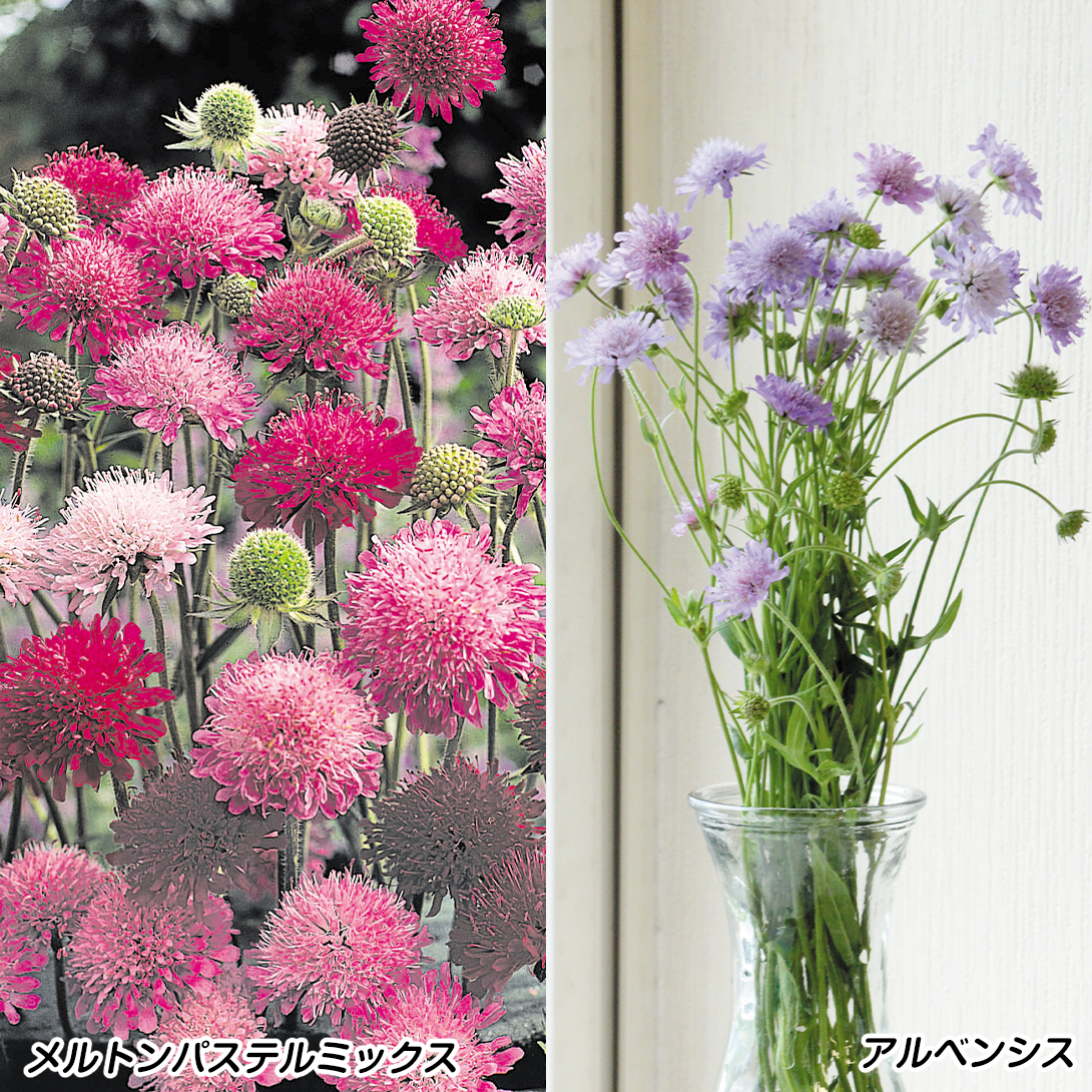 種 花たね クナウティアセット 2種2袋