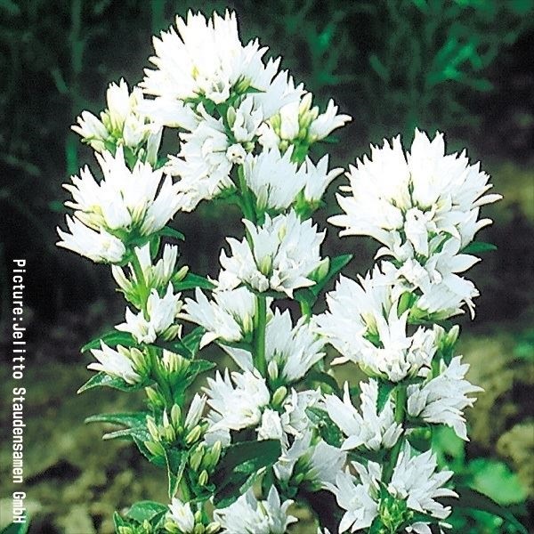 種 花たね 多年草 ヤツシロソウ 白花  1袋（200粒）