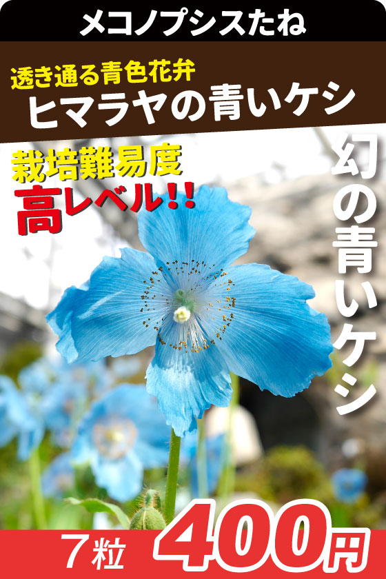 ヒマラヤの青いケシ メコノプシス