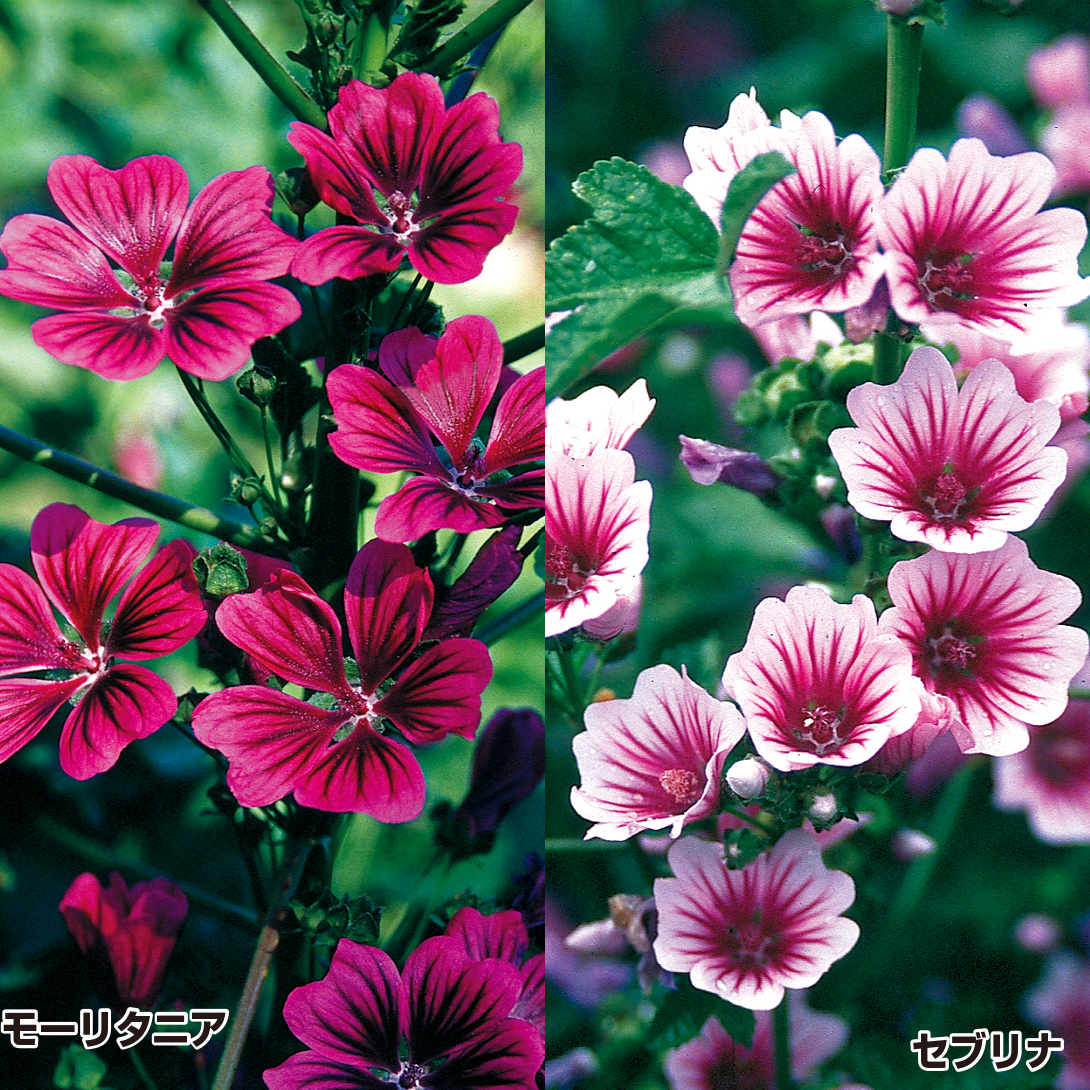 種 花たね マロウセット 2種2袋