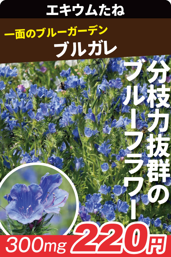 エキウム ブルガレ