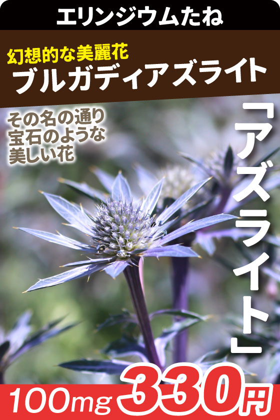 エリンジウム ブルガディ アズライト