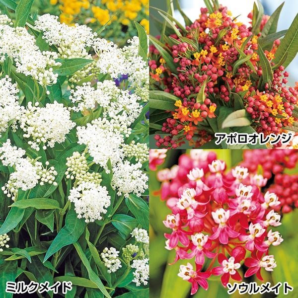 種 花たね アスクレピアスセット 3種3袋