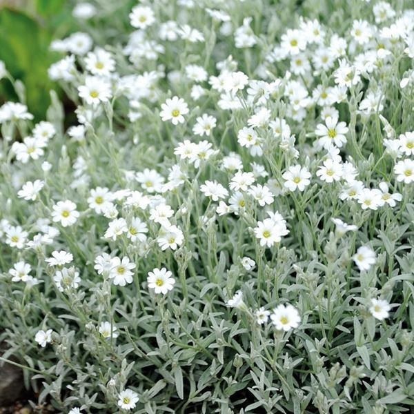 種 花たね セラスチウム セリーヌ  1袋（100mg）
