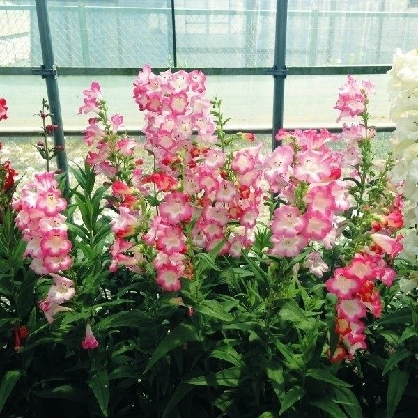 種 花たね ペンステモン F1アラベスクピンク  1袋（10粒）
