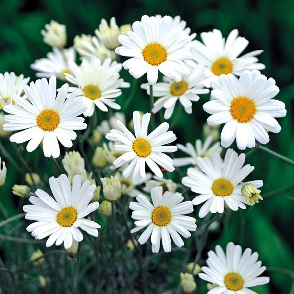 種 花たね 除虫菊 シロバナムシヨケギク  1袋（50粒）