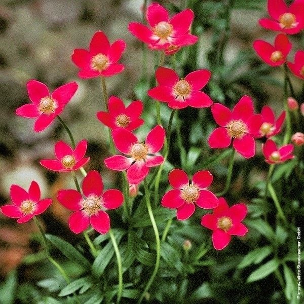 種 花たね アネモネ ルビー  1袋（30粒）