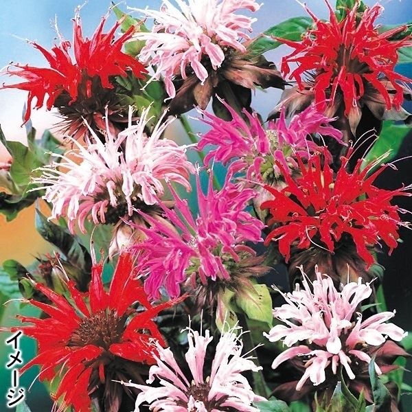 種 花たね 切花向き多年草 モナルダ ディディマミックス  1袋（25粒）