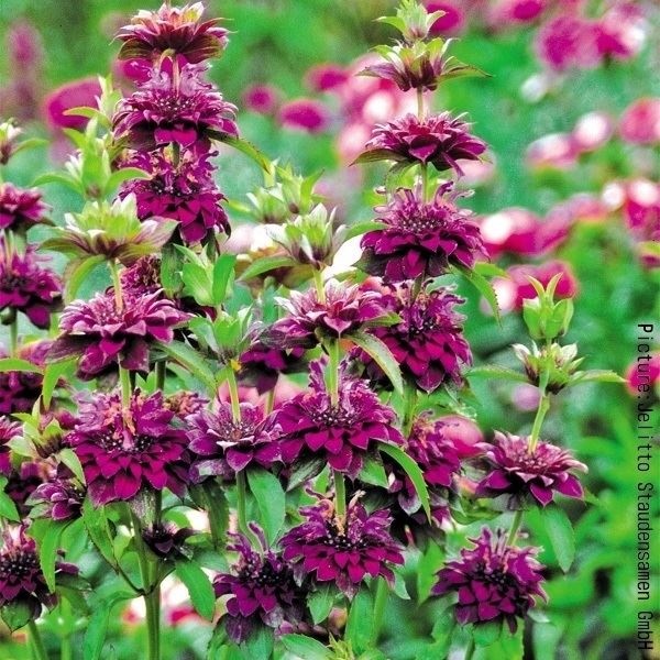 種 花たね 多年草 モナルダ ベルガモ  1袋（40粒）