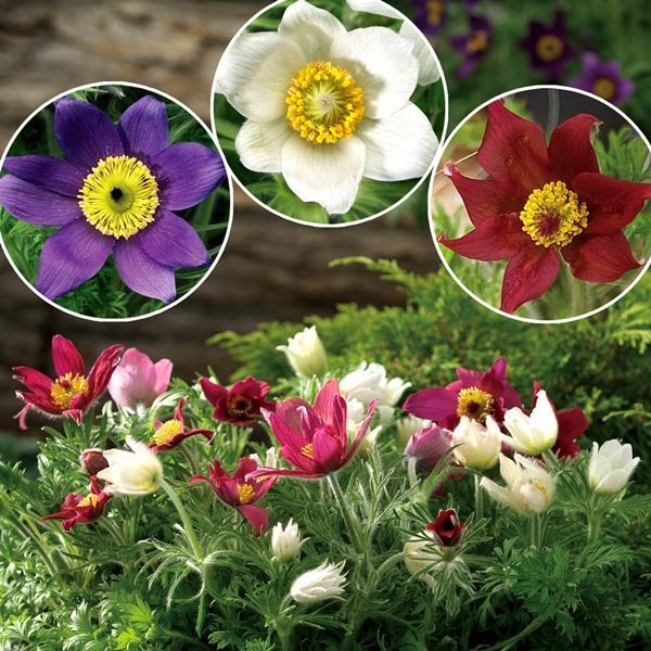 種 花たね 西洋翁草 ピンホイールミックス  1袋（20粒）