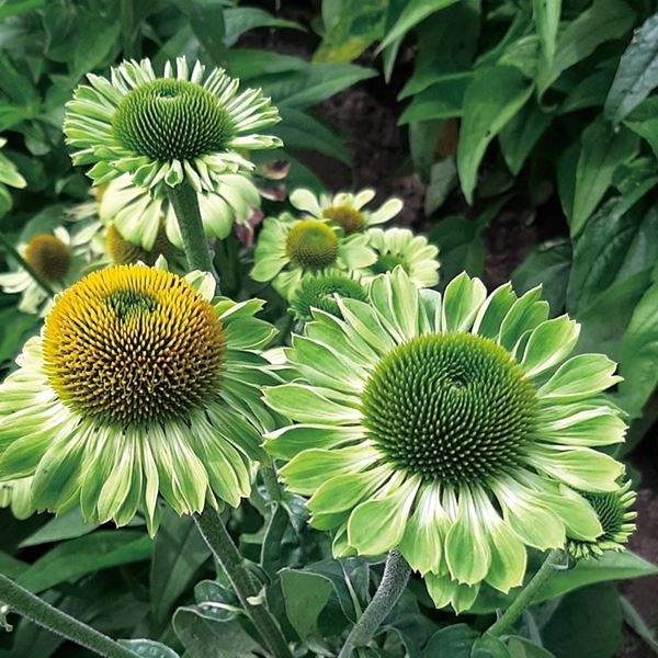 種 花たね エキナセア アランズプライド  1袋（15粒）