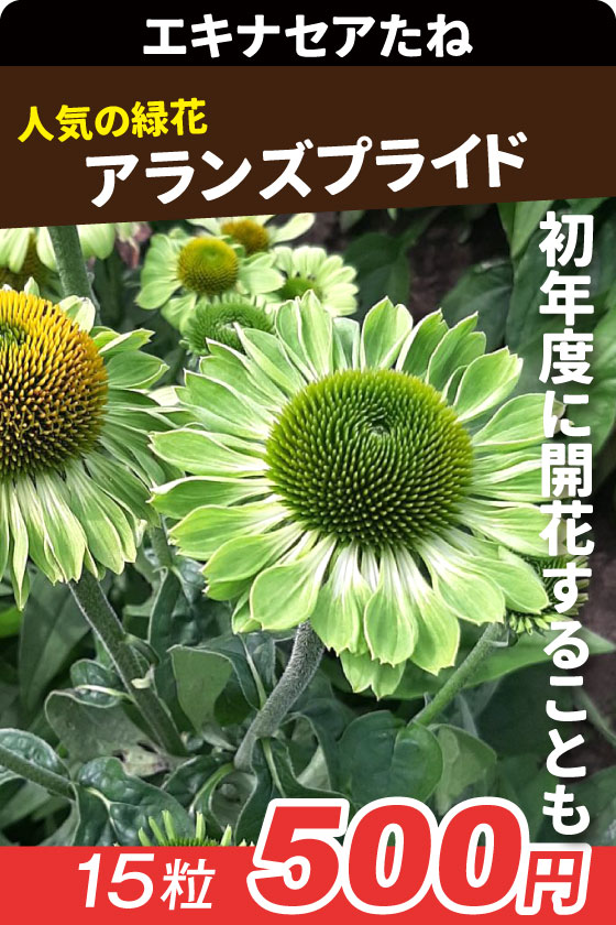 エキナセア アランズプライド