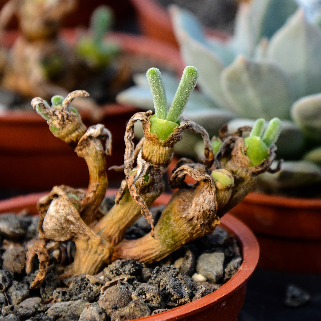 種 花たね 多肉植物 モニラリア モニリフォルミス 1袋(10粒)