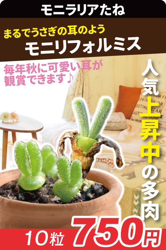 モニラリア モニリフォルミス