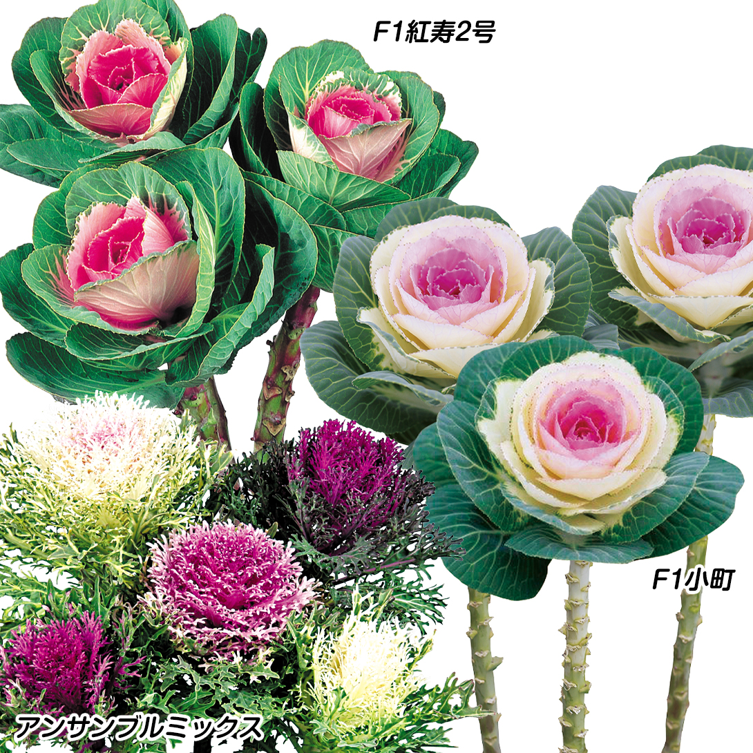 種 花たね 葉牡丹 切葉人気葉牡丹セット 3種3袋