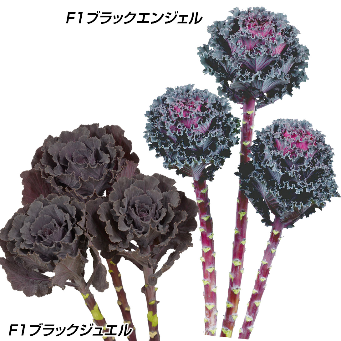種 花たね 葉牡丹 黒葉葉牡丹セット 2種2袋