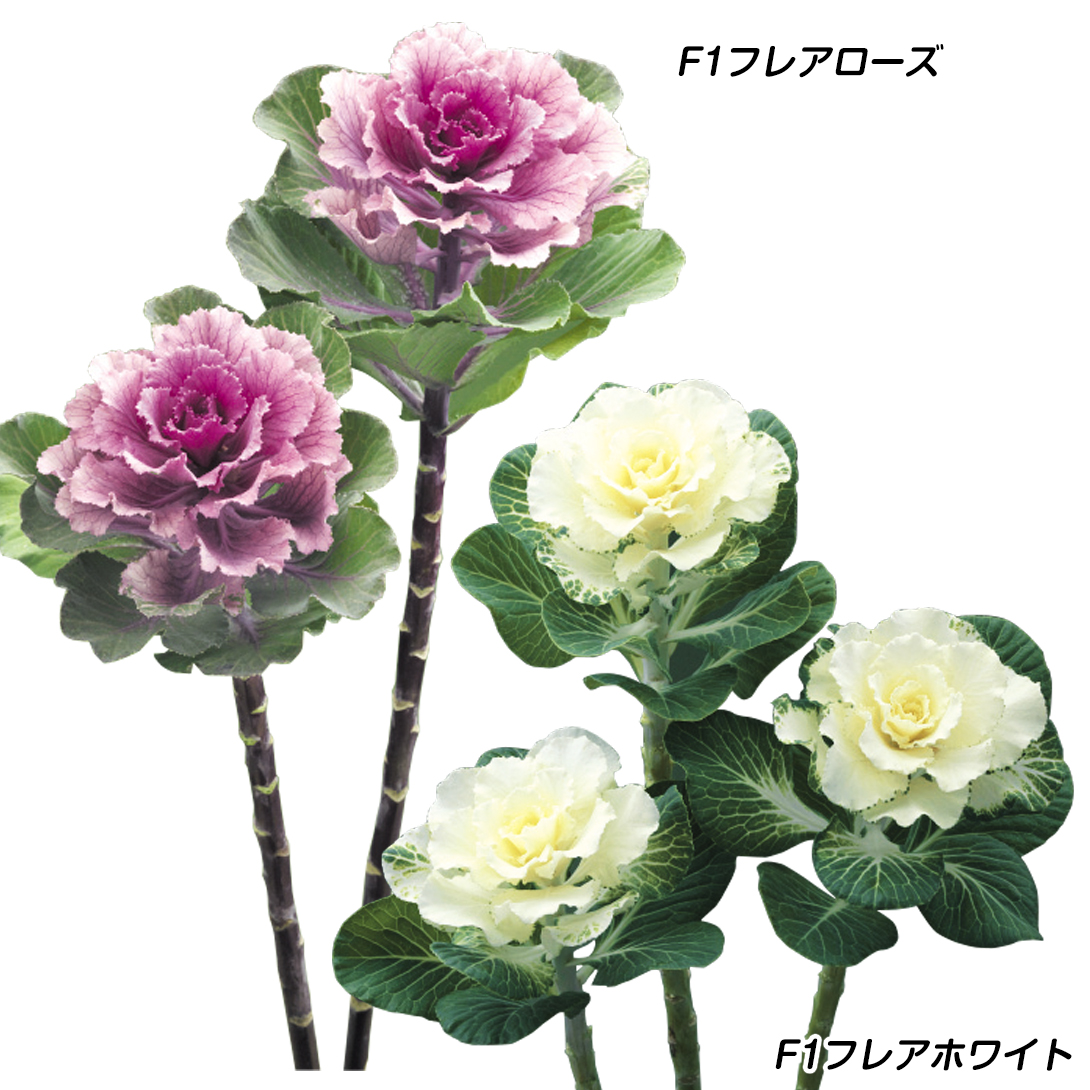 種 花たね 葉牡丹 フレア葉牡丹セット 2種2袋