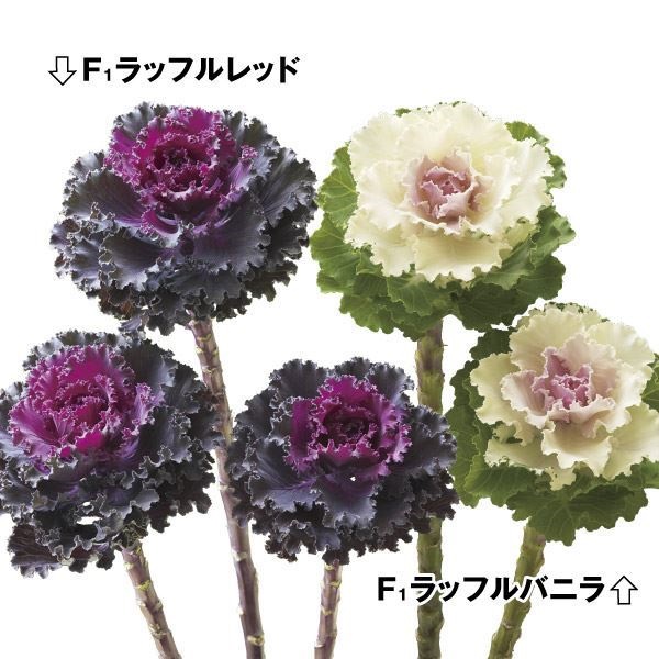 種 花たね 葉牡丹 ラッフル葉牡丹セット 2種2袋