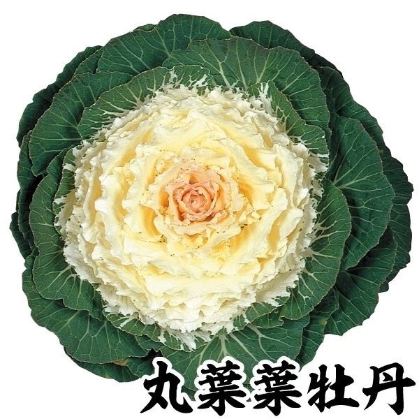 種 花たね 丸葉葉牡丹 F1白帆 ※石井育種場育成品種  1袋（15粒）