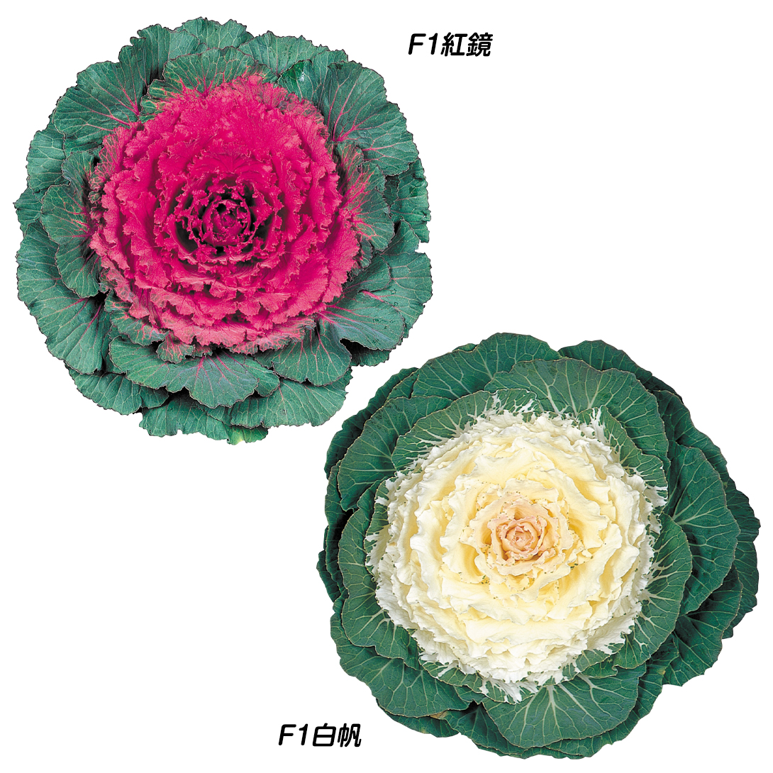 種 花たね 葉牡丹 花壇向き葉牡丹セット 2種2袋