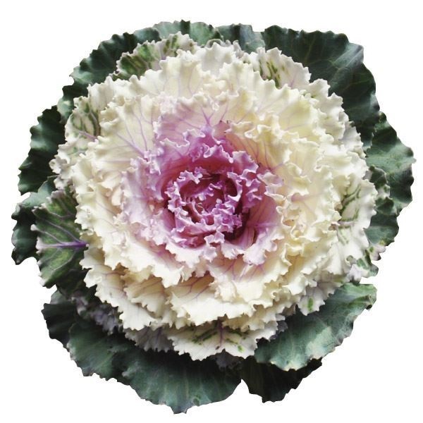 種 花たね 葉牡丹 F1舞太鼓  1袋（15粒）