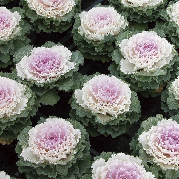 種 花たね 葉牡丹 F1祝い太鼓  1袋（15粒）
