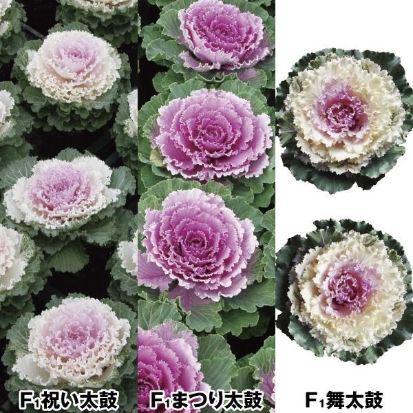 種 花たね 葉牡丹 太鼓葉牡丹セット 3種3袋
