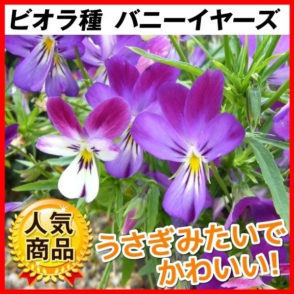 種 花たね ビオラ バニーイヤーズ  1袋（20粒）